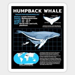 Humpback whale fact sheet Magnet